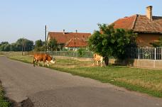 CRW_0435_JFR Tiszadada, Hungary, Cows